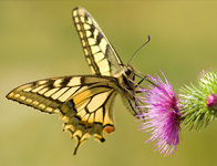 Koninginnepage/ Papilio machaon