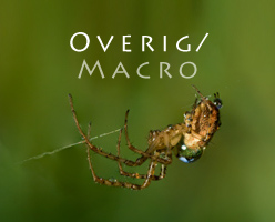 Overig/ Macro