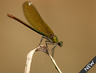 Bosbeekjuffer/ Calopteryx virgo
