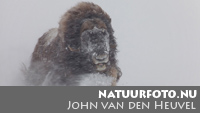 John van den Heuvel/ Natuurfoto.nu