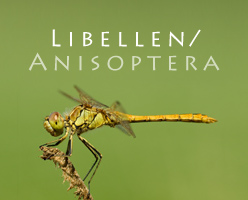 Libellen/ Anisoptera